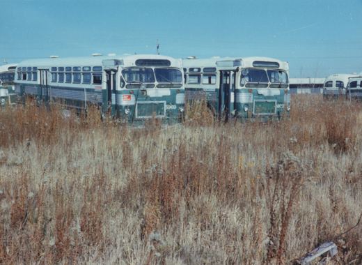 A line of green and cream Chicago Transit Authority buses, including numbers 5969 and 5972, are parked in a field of dry, brown grass under a clear blue sky.