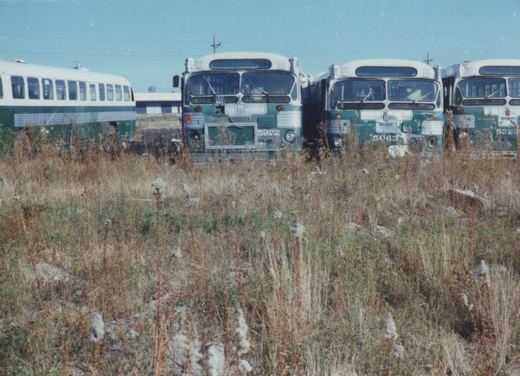 Three green and white Chicago Transit Authority buses sit idle in a field of tall, dry grass under a clear blue sky.