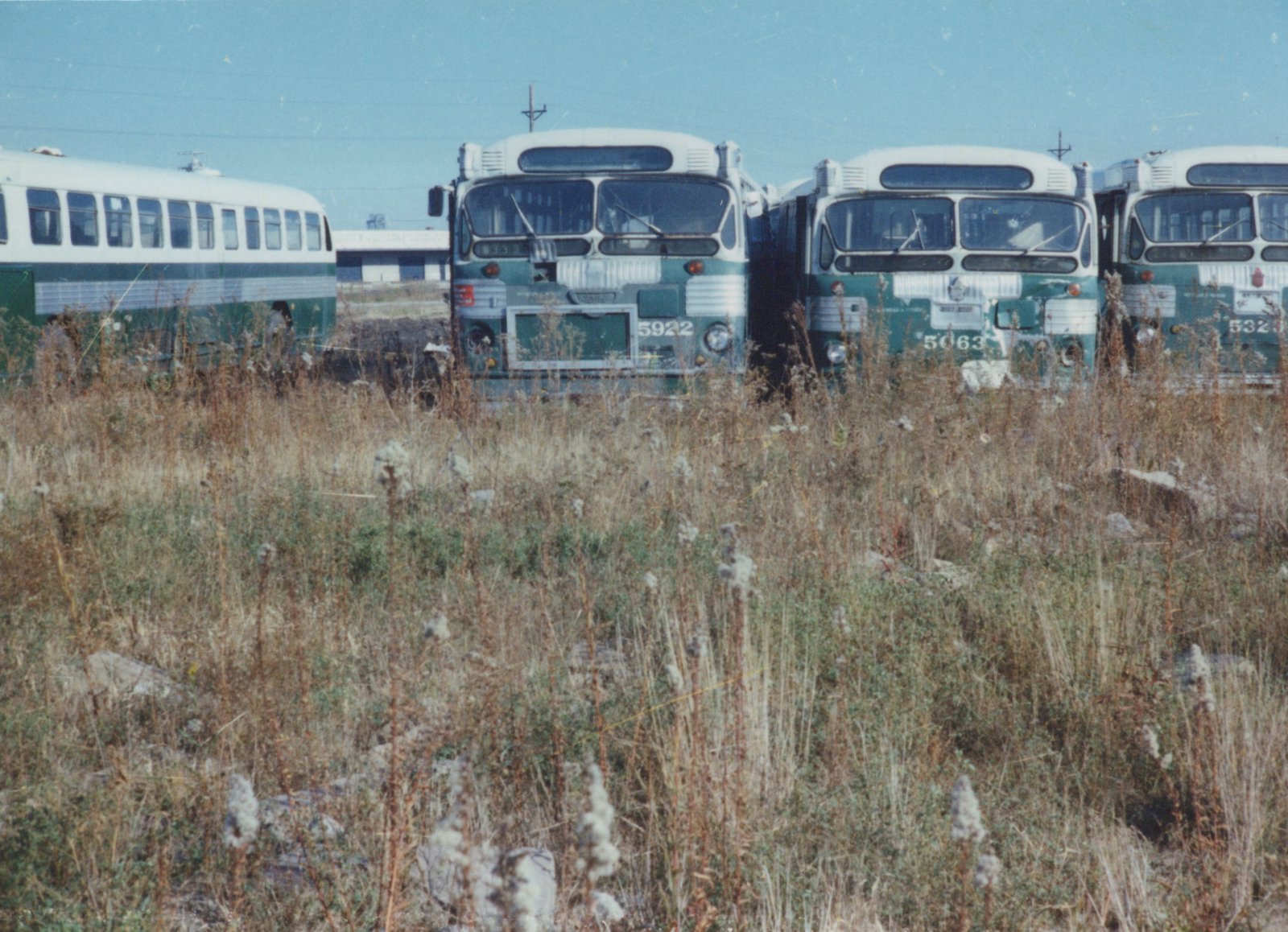 Three green and white Chicago Transit Authority buses sit idle in a field of tall, dry grass under a clear blue sky.