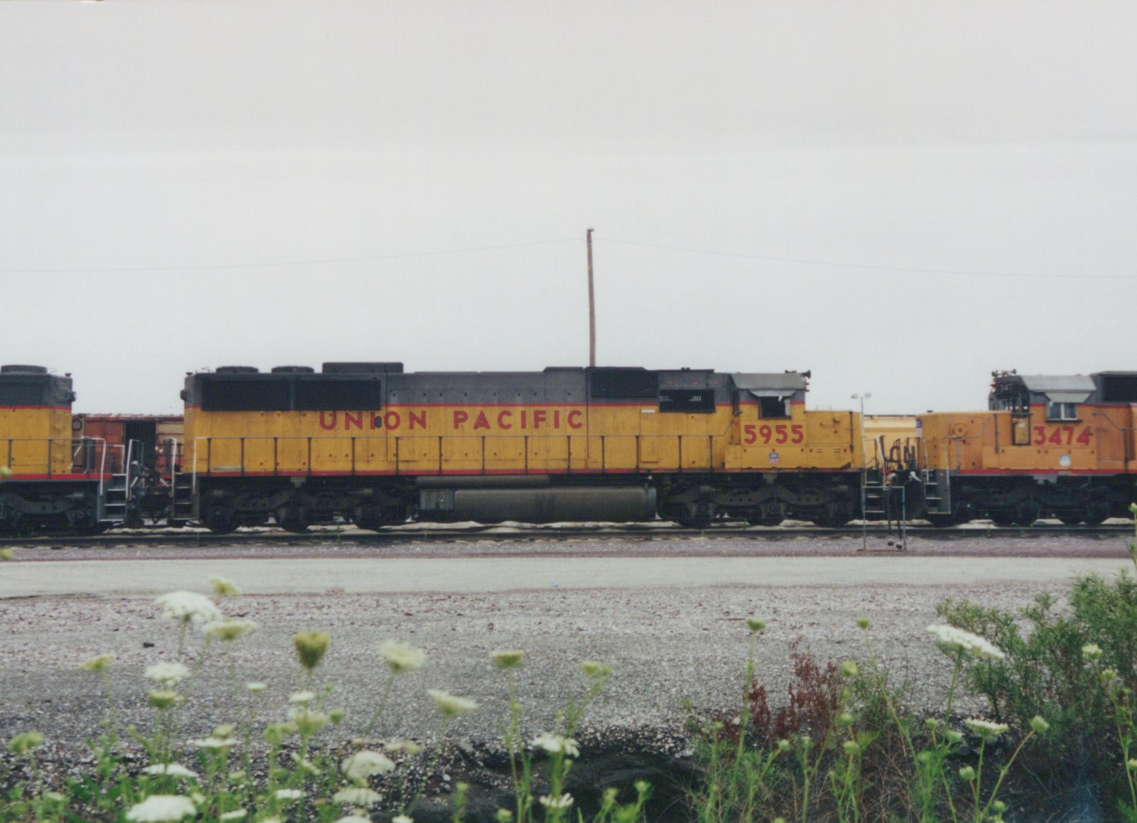 A side view of a yellow Union Pacific locomotive with the number 5955, coupled to another yellow locomotive with the number 3474, sitting on tracks in a gravel yard with wildflowers in the foreground under an overcast sky.