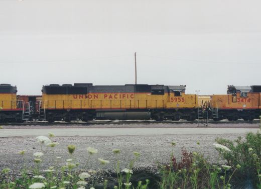 A side view of a yellow Union Pacific locomotive with the number 5955, coupled to another yellow locomotive with the number 3474, sitting on tracks in a gravel yard with wildflowers in the foreground under an overcast sky.