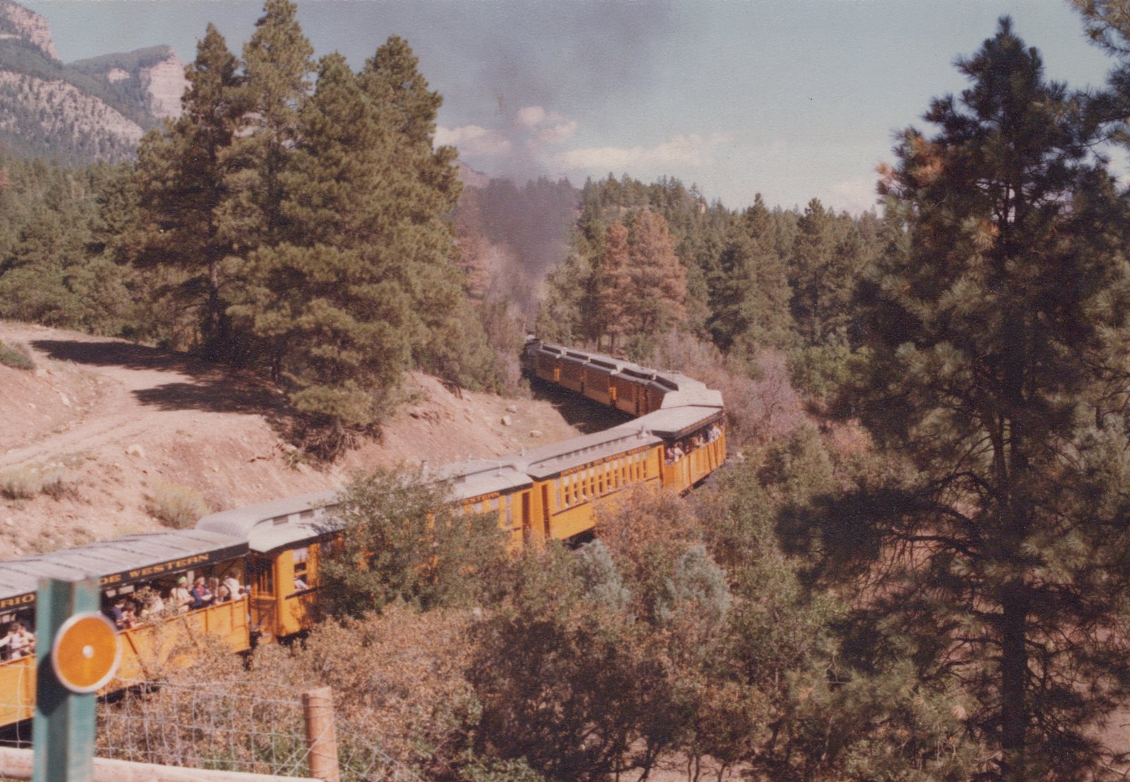 A yellow and green passenger train with open observation cars curves along a mountainside, carrying passengers through a dense forest of pine trees.