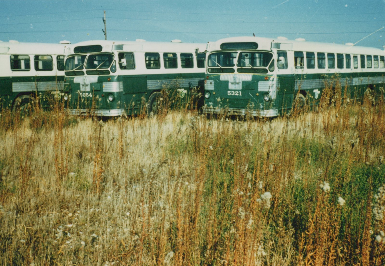 Two green and white CTA buses, numbered 5321 and 5054, are parked side by side in a field of tall, dry grass under a clear blue sky.
