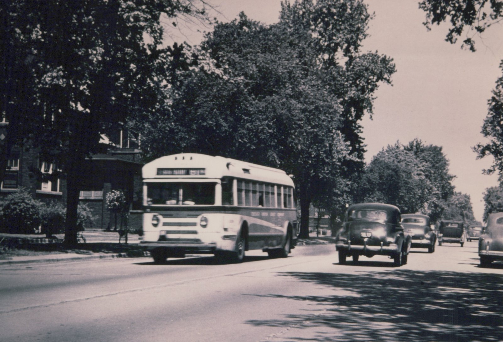 A vintage black and white photo of a Chicago Surface Lines bus, number 4[?]2, driving down a street lined with trees and old cars on a sunny day.