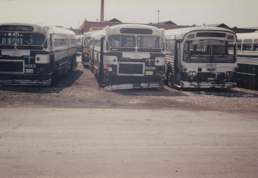 Frontal view of three vintage Chicago Transit Authority buses in a yard, displaying fleet numbers 8313, 8268, and 8817, with a 'Model City' sign visible in the background.