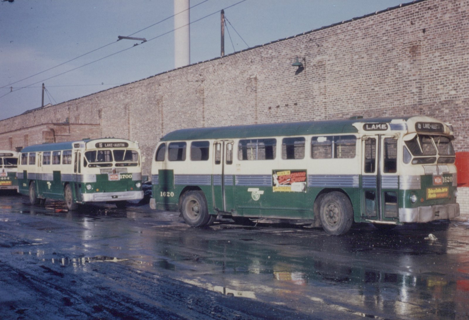 Two vintage green and cream Chicago Transit Authority buses are parked on a wet street next to a brick wall, with overhead wires visible in the background.