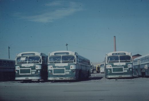 Three green and cream Chicago Transit Authority buses parked side-by-side in a yard on a sunny day, with a 'NOT IN SERVICE' sign on the rightmost bus.
