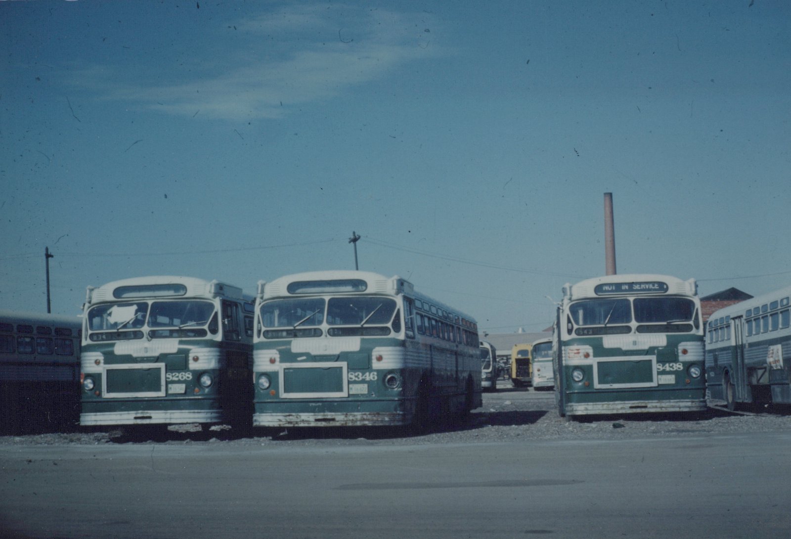Three green and cream Chicago Transit Authority buses parked side-by-side in a yard on a sunny day, with a 'NOT IN SERVICE' sign on the rightmost bus.