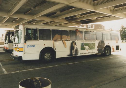 A white Pace bus, number 3008, features a colorful 'Animal Planet' advertisement with images of a lion, penguin, giraffe, and elephant, parked under a concrete bridge structure.