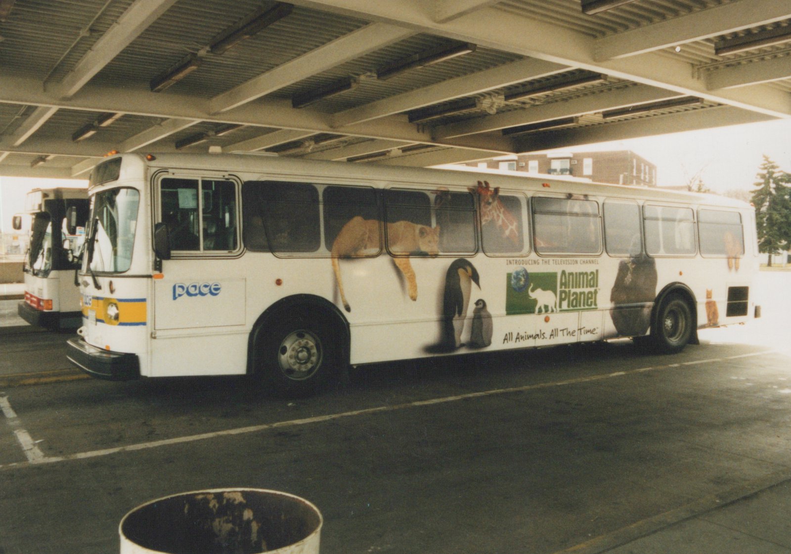 A white Pace bus, number 3008, features a colorful 'Animal Planet' advertisement with images of a lion, penguin, giraffe, and elephant, parked under a concrete bridge structure.