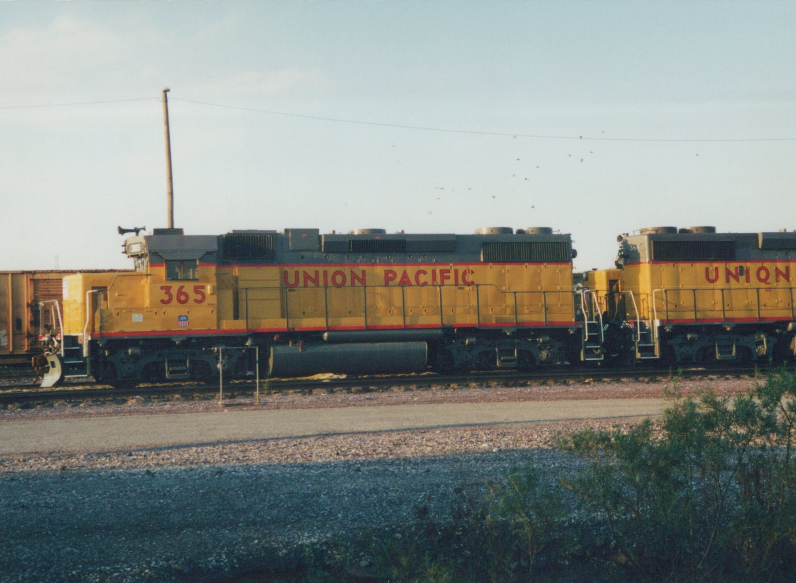 A side view of two yellow Union Pacific diesel locomotives, numbered 365, coupled together on a railroad track in a gravel yard.